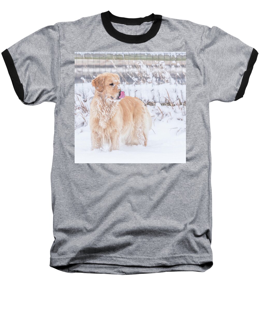 Golden Retriever Baseball T-Shirt featuring the photograph Catching Snowflakes by Jennifer Grossnickle