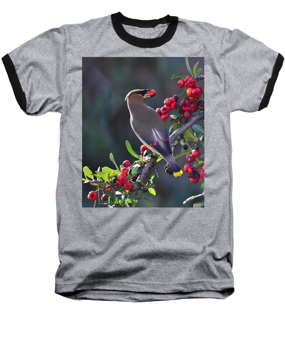 Linda Brody Baseball T-Shirt featuring the photograph Cedar Waxwing 2 by Linda Brody