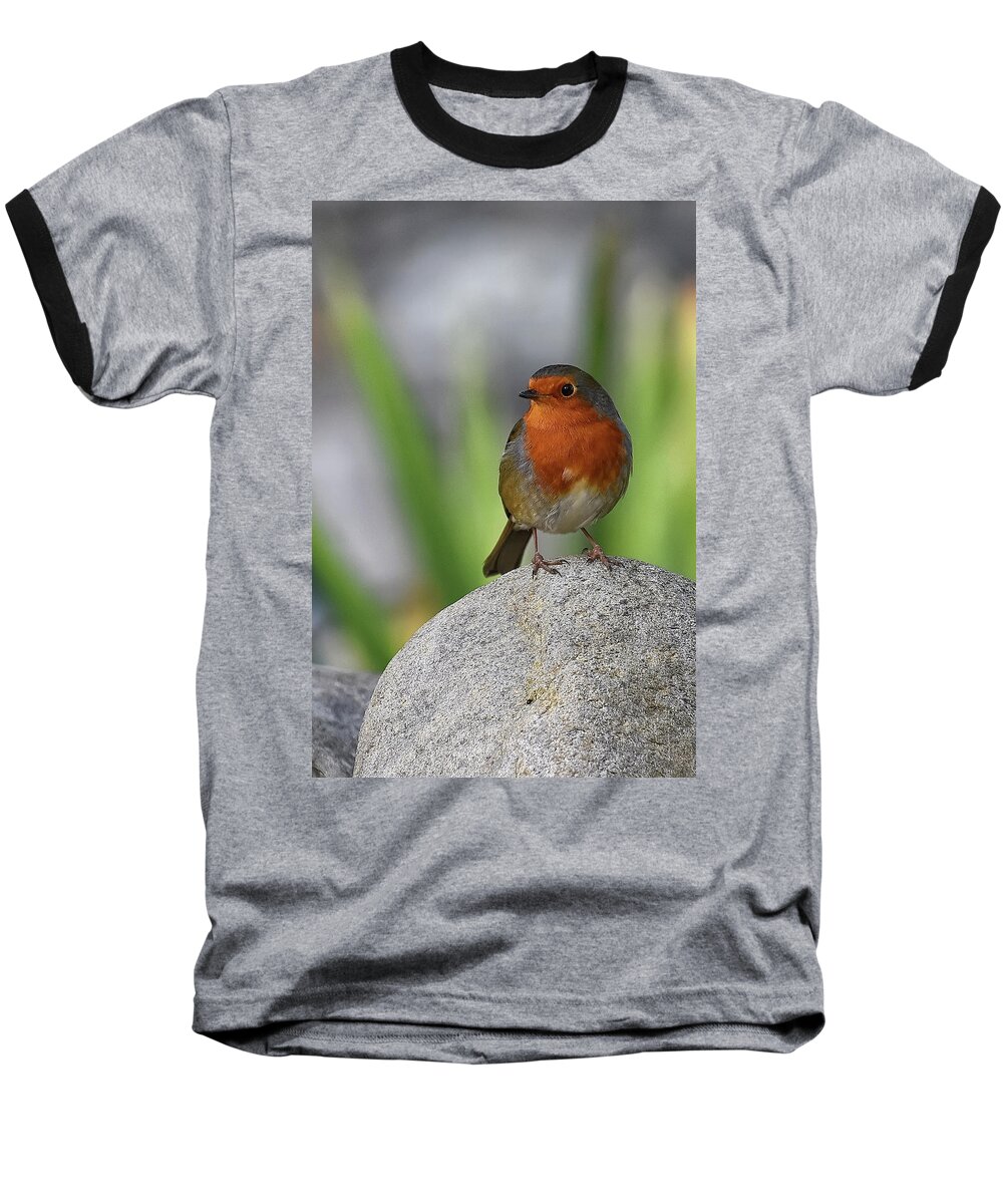 Robin Baseball T-Shirt featuring the photograph Cheeky Chappy by Kuni Photography