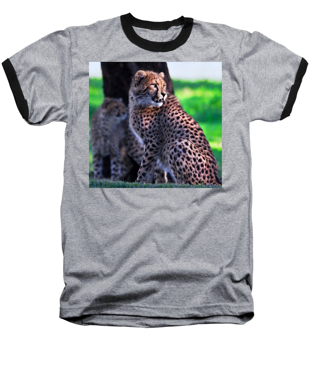 #cheetah Baseball T-Shirt featuring the photograph Cheetah cub by Miroslava Jurcik