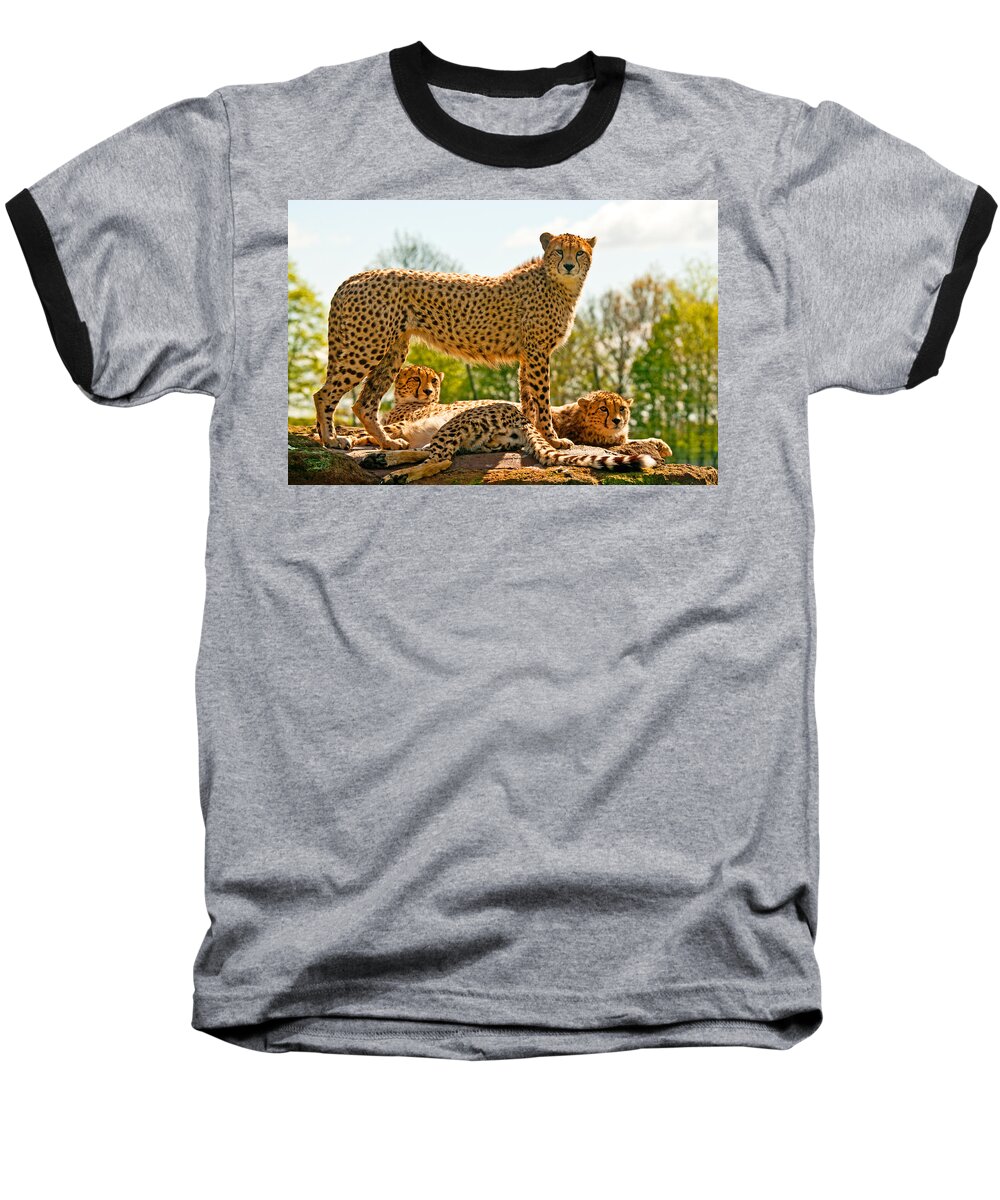 Cheetah Baseball T-Shirt featuring the photograph Cheetahs Three by Chris Thaxter