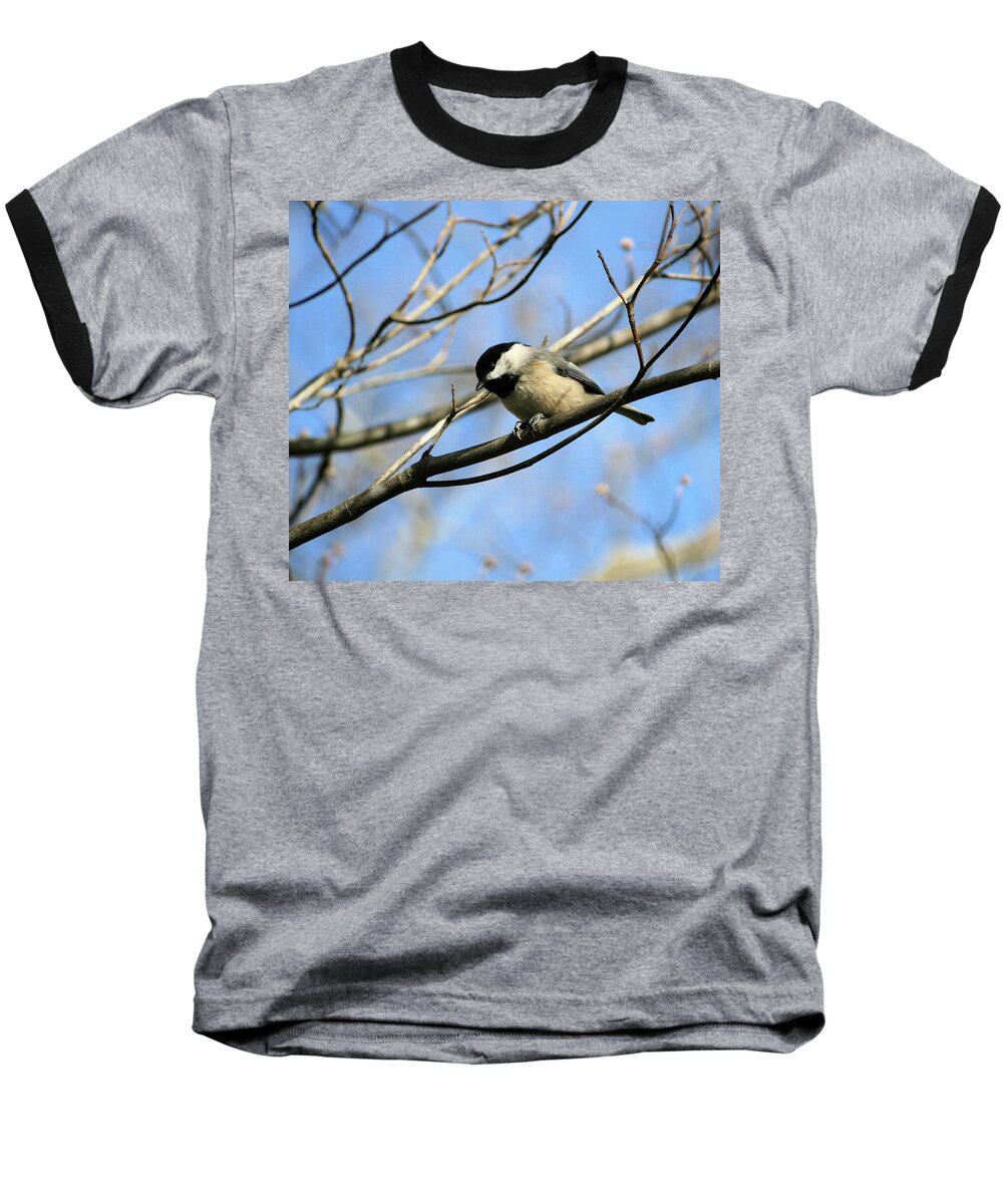 Aviary Baseball T-Shirt featuring the photograph Chickadee by Cathy Harper