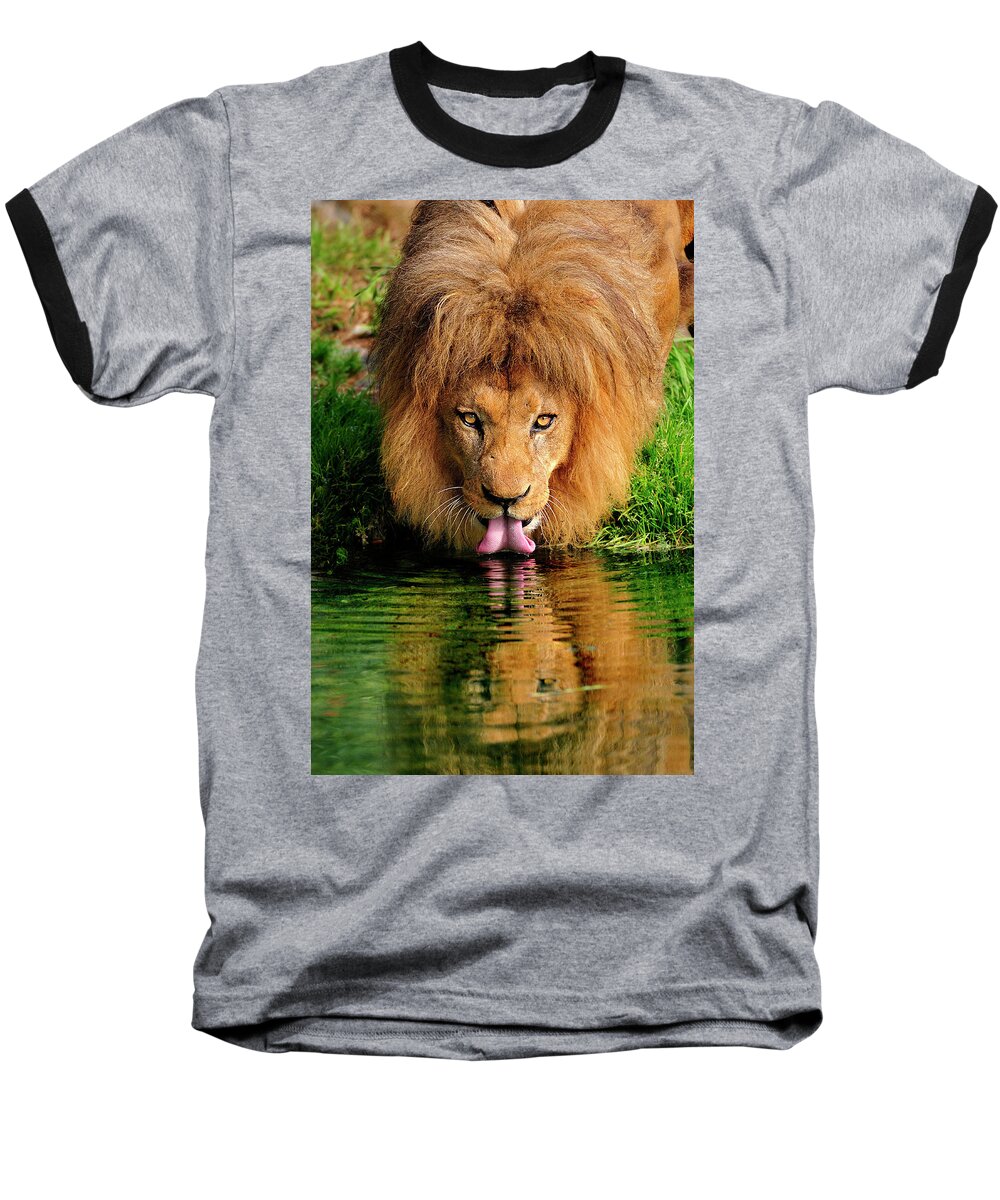 African Baseball T-Shirt featuring the photograph Christmas Lion by Bill Dodsworth