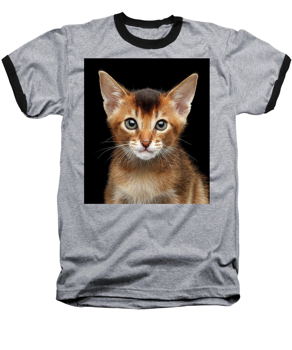 Aby Baseball T-Shirt featuring the photograph Closeup Abyssinian Kitty Curious Looking in Camera, Isolated Black Background by Sergey Taran