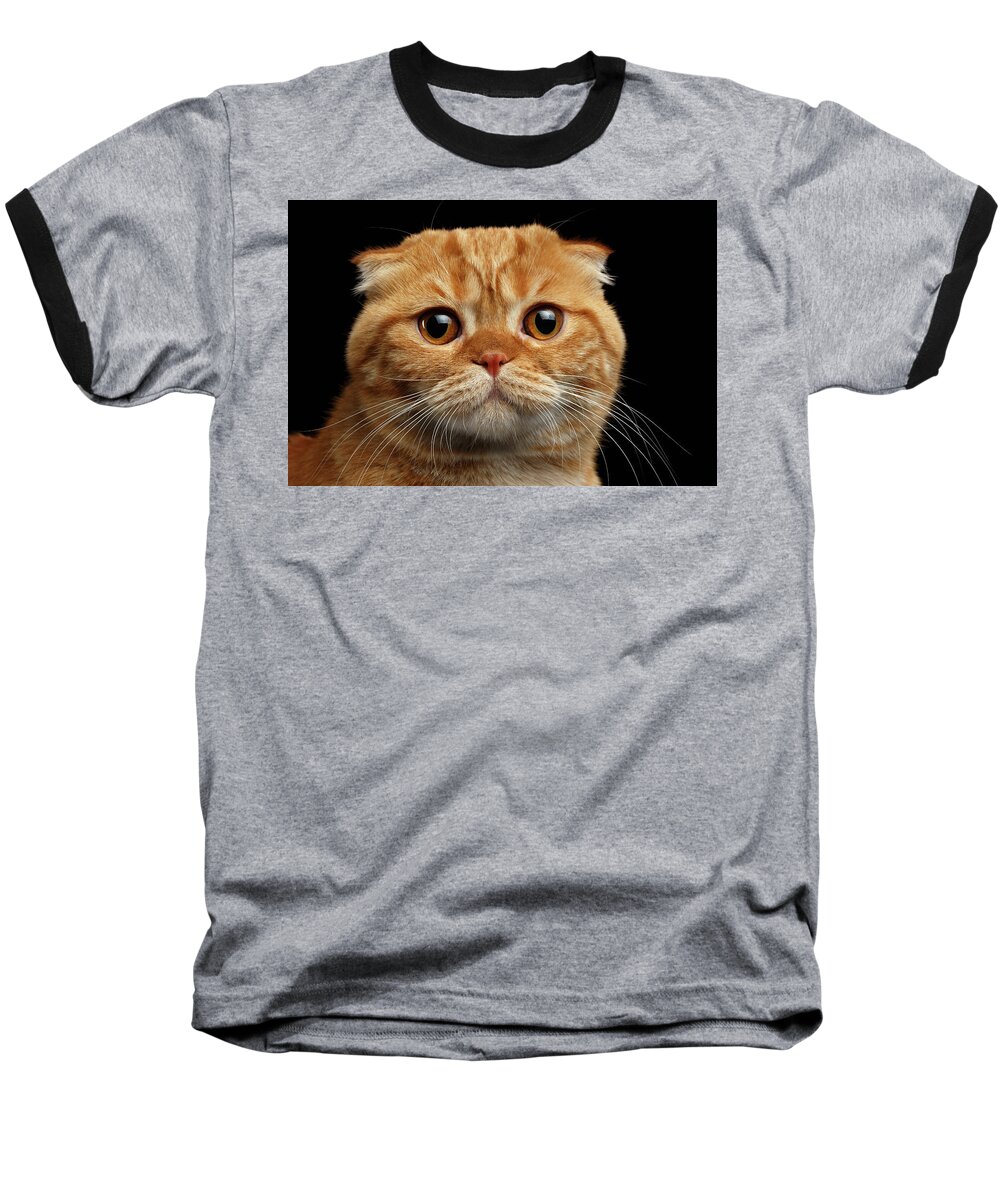 Cat Baseball T-Shirt featuring the photograph Closeup Ginger Scottish Fold Cat Looking in camera isolated on Black by Sergey Taran
