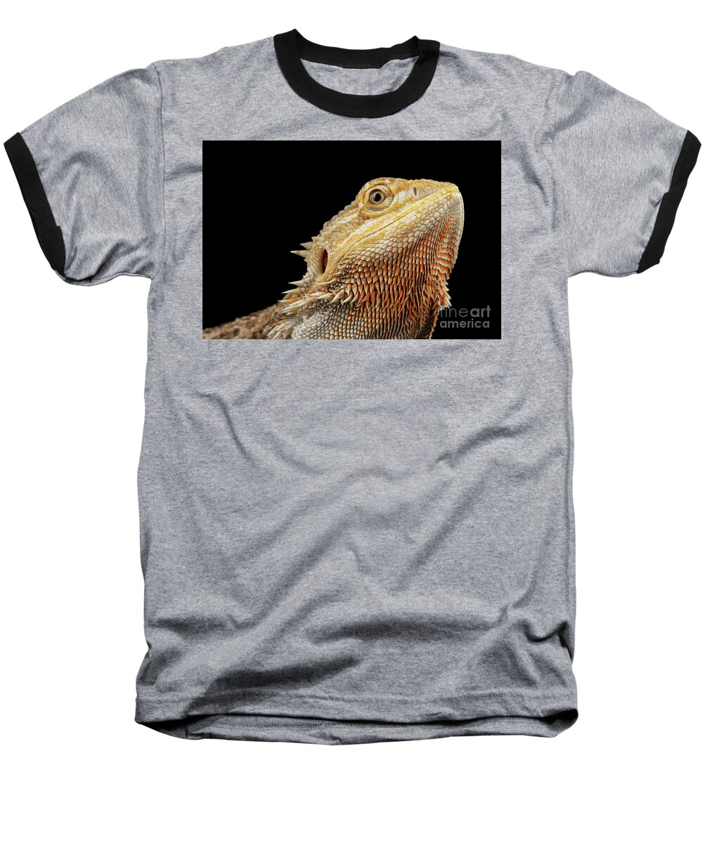 Lizard Baseball T-Shirt featuring the photograph Closeup head of Bearded Dragon Llizard, agama, Isolated Black Background by Sergey Taran