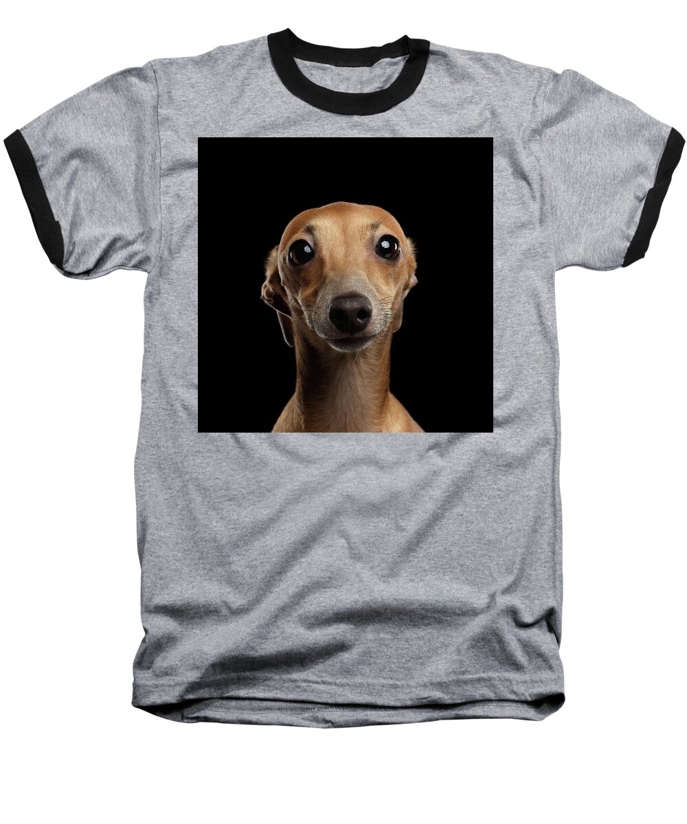 #faatoppicks Baseball T-Shirt featuring the photograph Closeup Portrait Italian Greyhound Dog Looking in Camera isolated Black by Sergey Taran