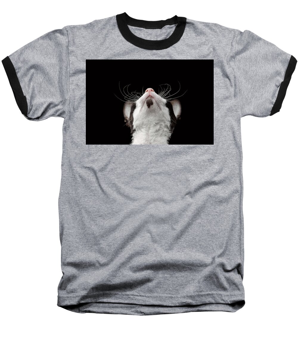 Cat Baseball T-Shirt featuring the photograph Closeup Portrait of Cornish Rex Looking Up Isolated on Black by Sergey Taran