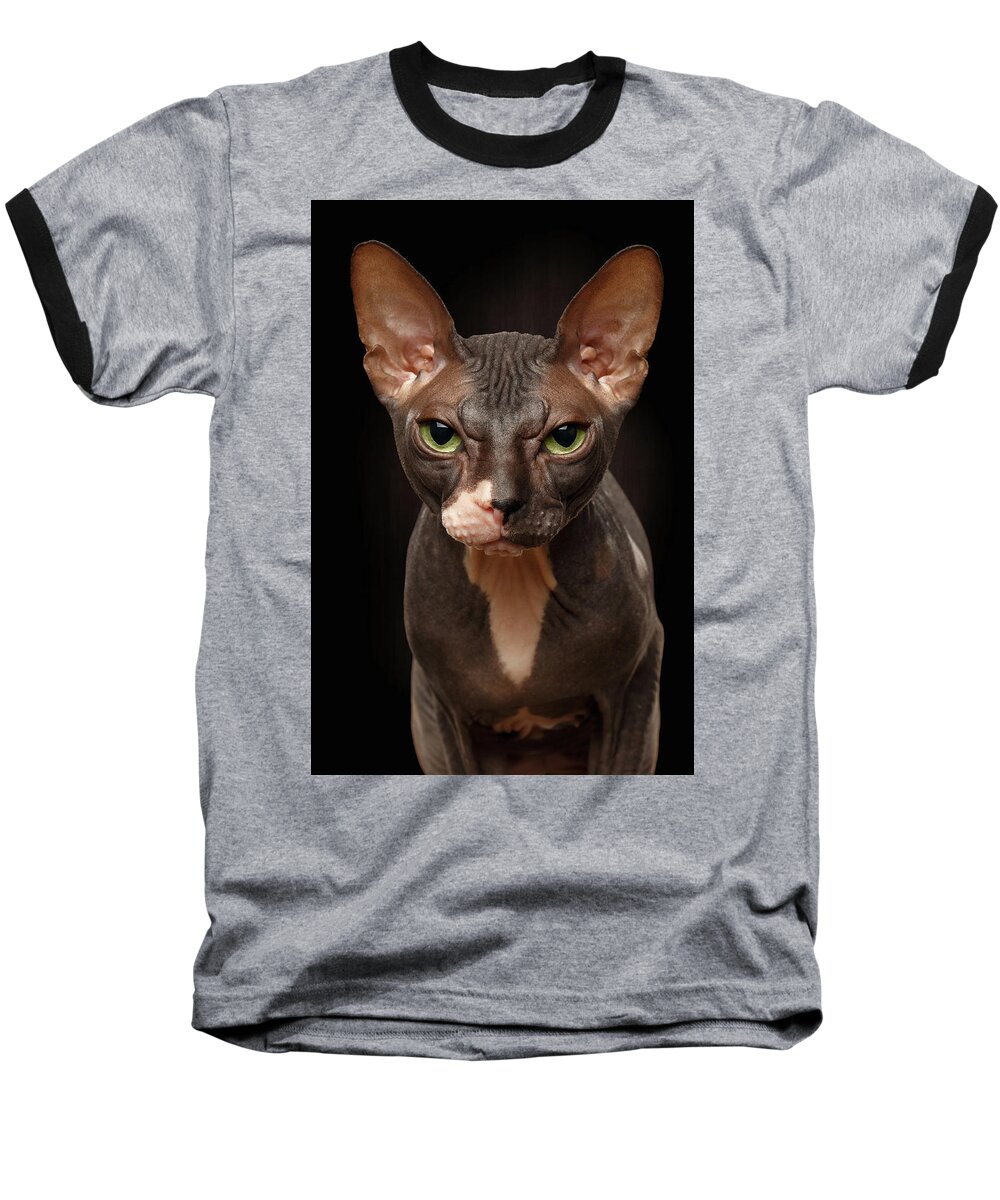 Pet Baseball T-Shirt featuring the photograph Closeup Portrait of Grumpy Sphynx Cat Front view on Black by Sergey Taran