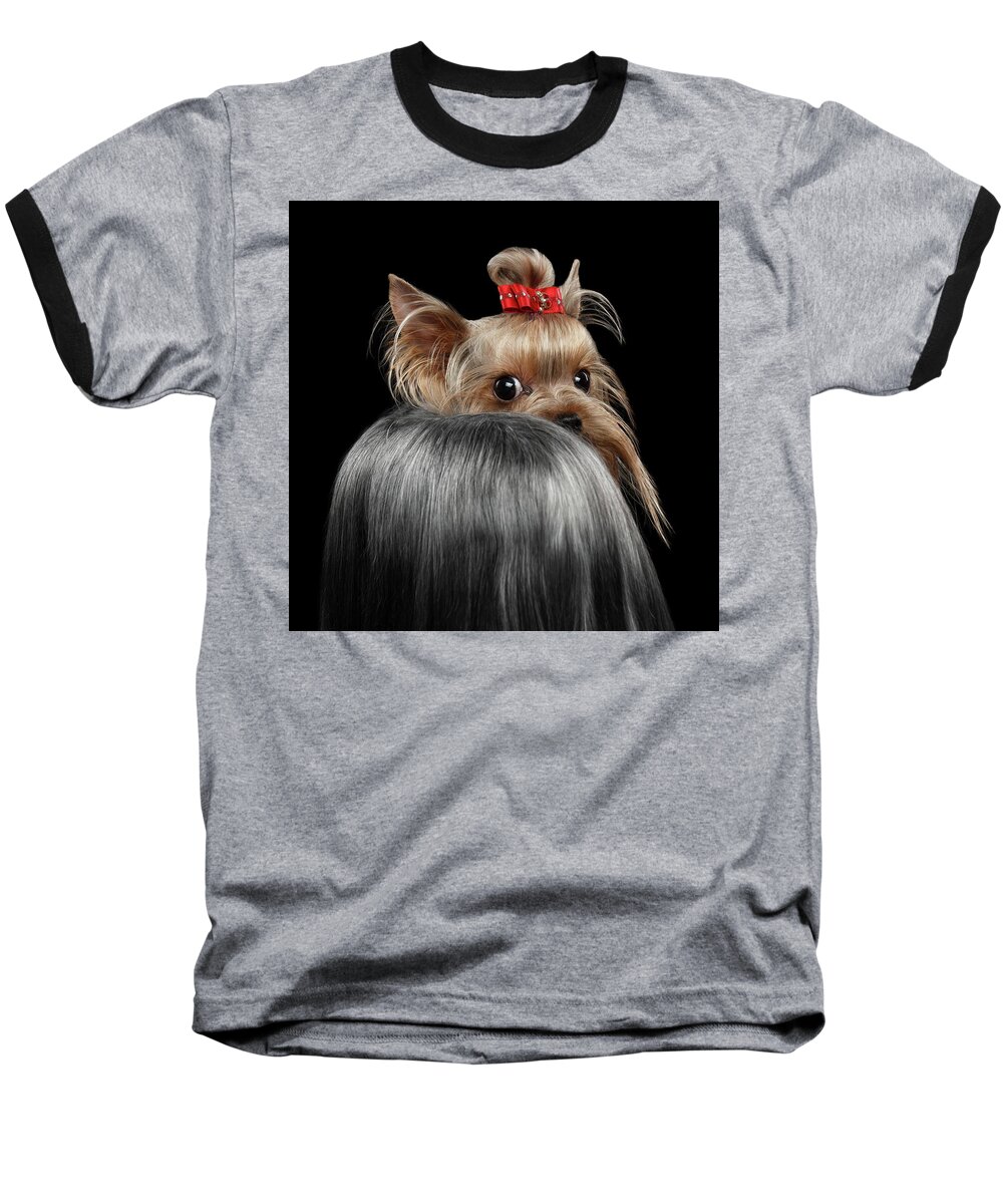  Closeup Baseball T-Shirt featuring the photograph Closeup Yorkshire Terrier Dog, long groomed Hair Pity Looking back by Sergey Taran