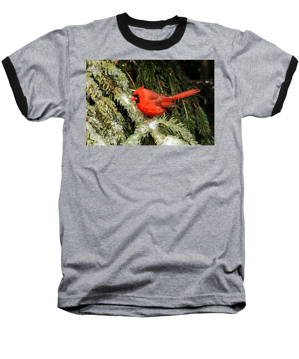 Northern Red Cardinal Baseball T-Shirt featuring the photograph Cold Feet by Debbie Oppermann
