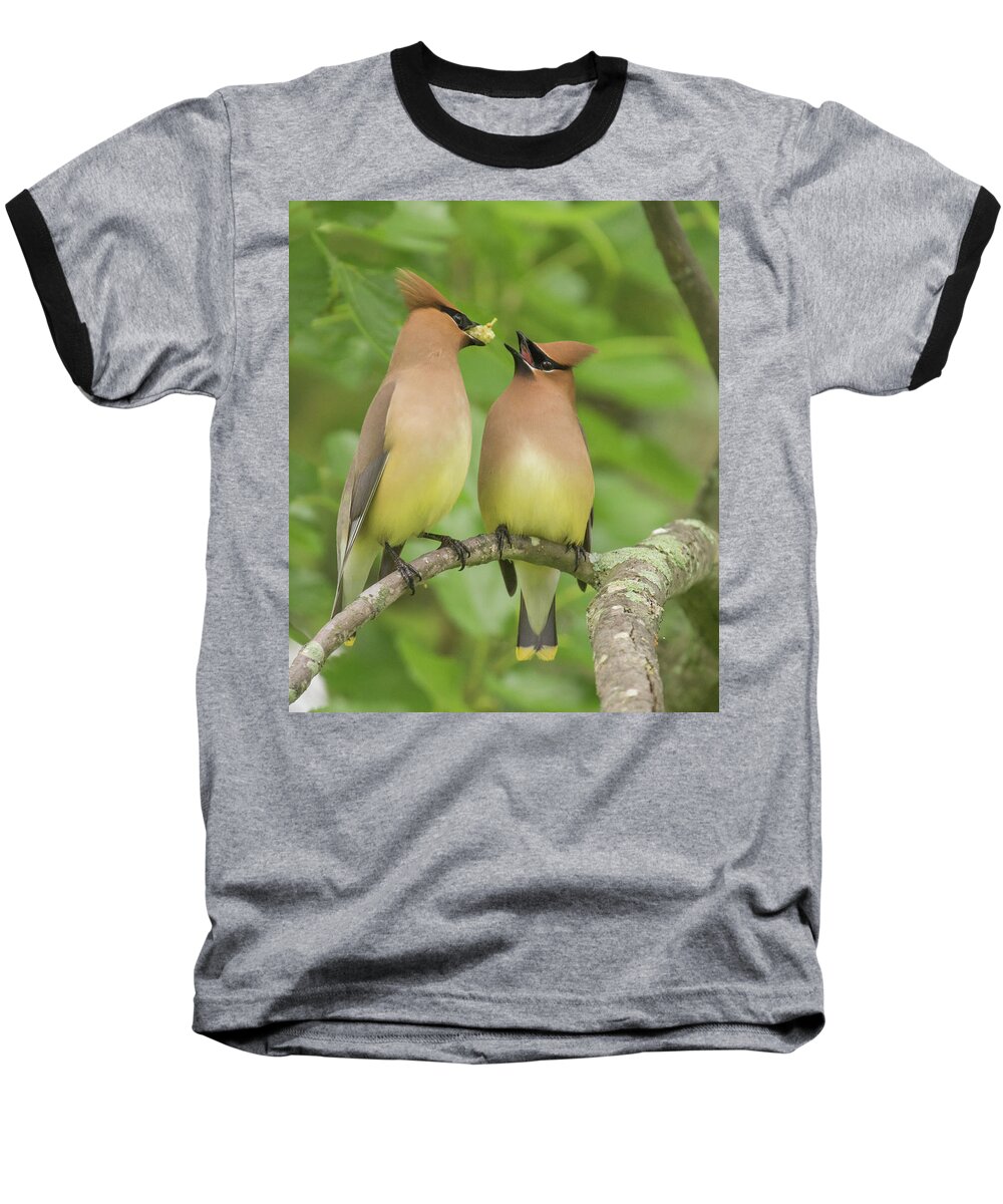 Bird Baseball T-Shirt featuring the photograph Courtship Behavior by Jody Partin