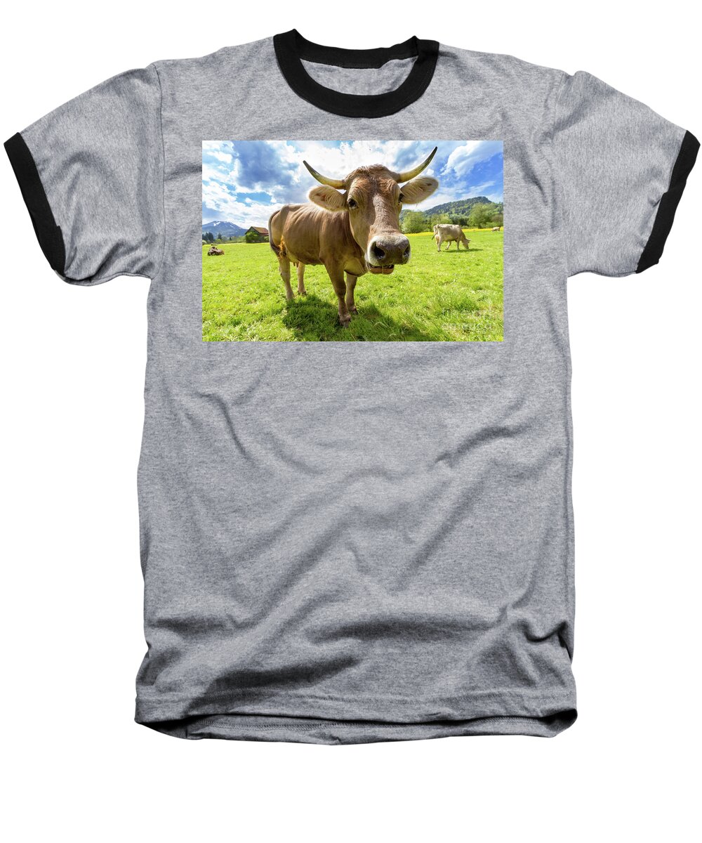 Photography Baseball T-Shirt featuring the photograph Cow in Meadow by MGL Meiklejohn Graphics Licensing