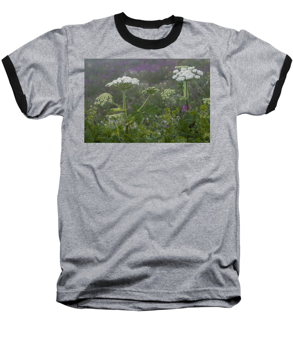 Mist Baseball T-Shirt featuring the photograph Cow Parsnip in the Mist by Robert Potts