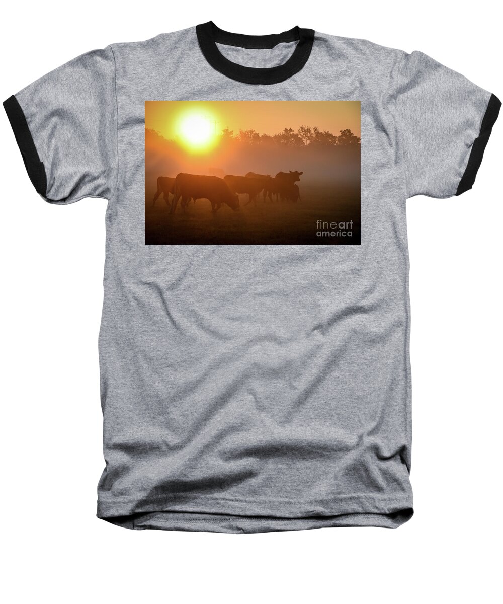 Cows Baseball T-Shirt featuring the photograph Cows in the Sunrise Mist by Cheryl McClure