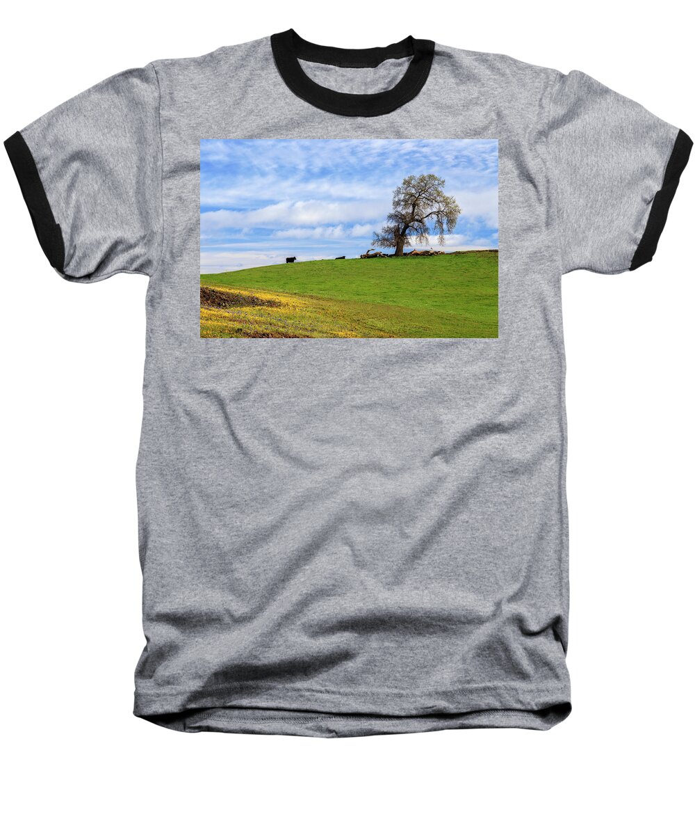 Cows Baseball T-Shirt featuring the photograph Cows On A Spring Hill by James Eddy