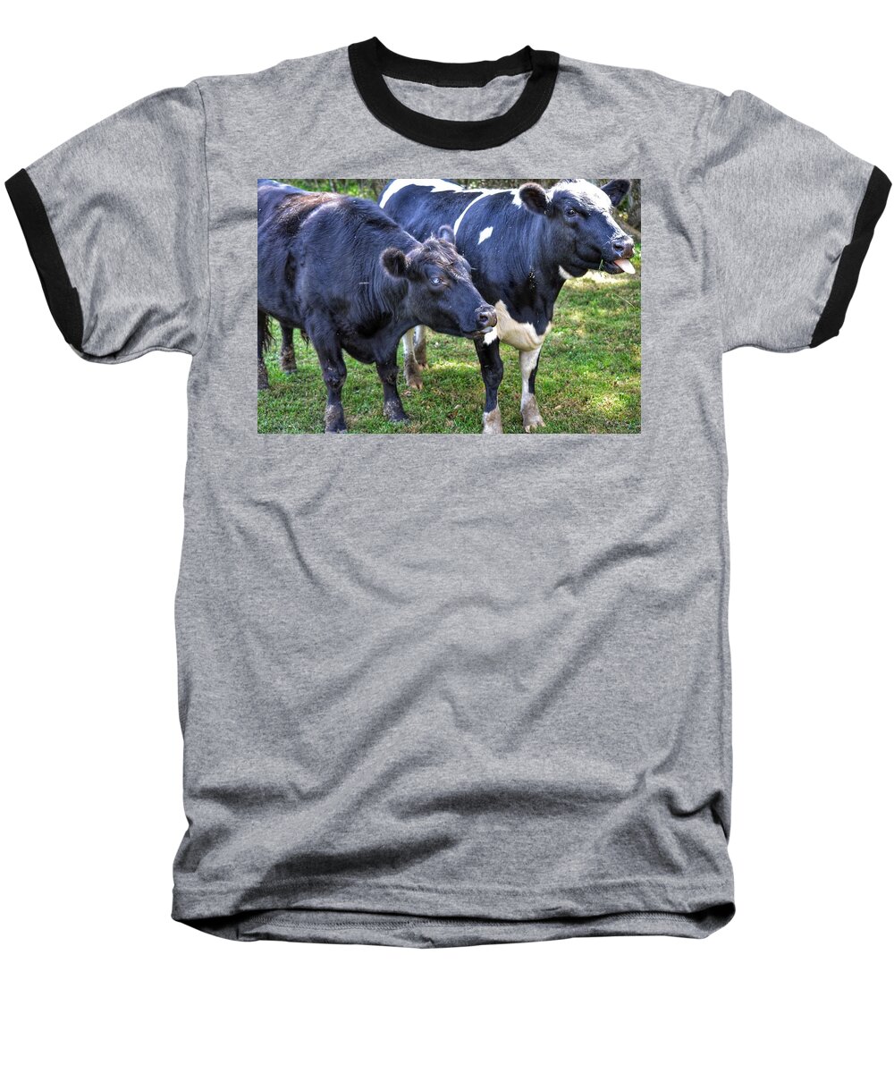 Cows Baseball T-Shirt featuring the photograph Cows sticking out tongues by Joseph Caban