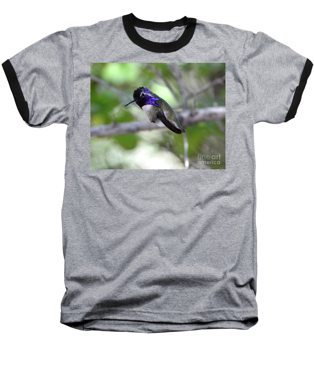 Denise Bruchman Baseball T-Shirt featuring the photograph Coy Costa's Hummingbird by Denise Bruchman