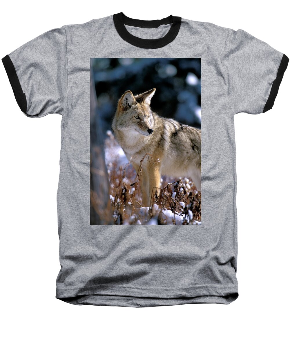 Wild Baseball T-Shirt featuring the photograph Coyote in Winter Light by Mark Miller