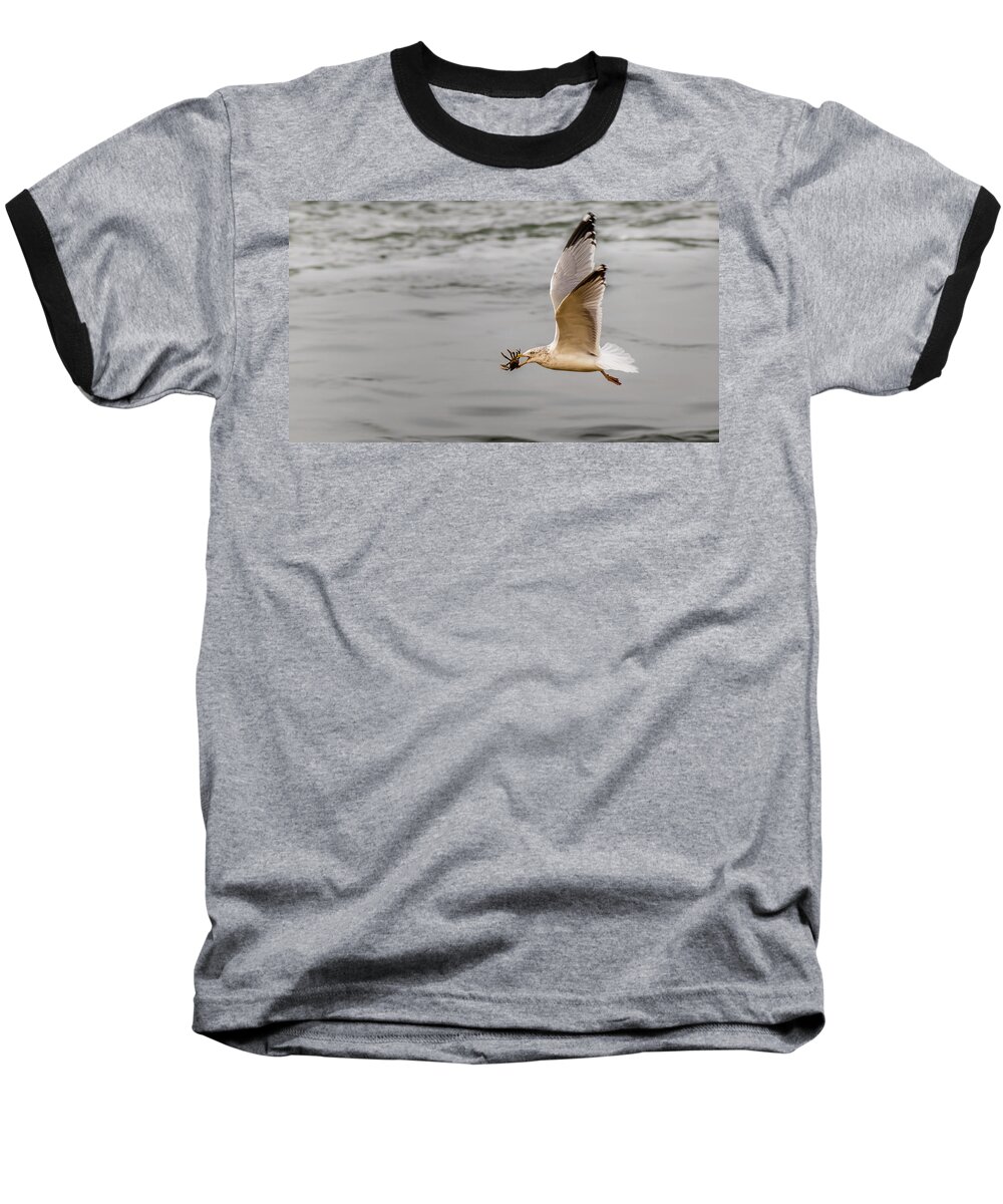 Animal Baseball T-Shirt featuring the photograph Crab with Seagull in flight by SAURAVphoto Online Store