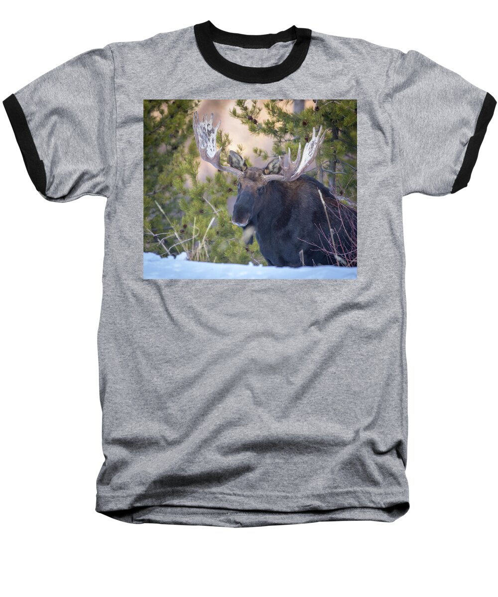 Moose Baseball T-Shirt featuring the photograph Creekside by Kevin Dietrich