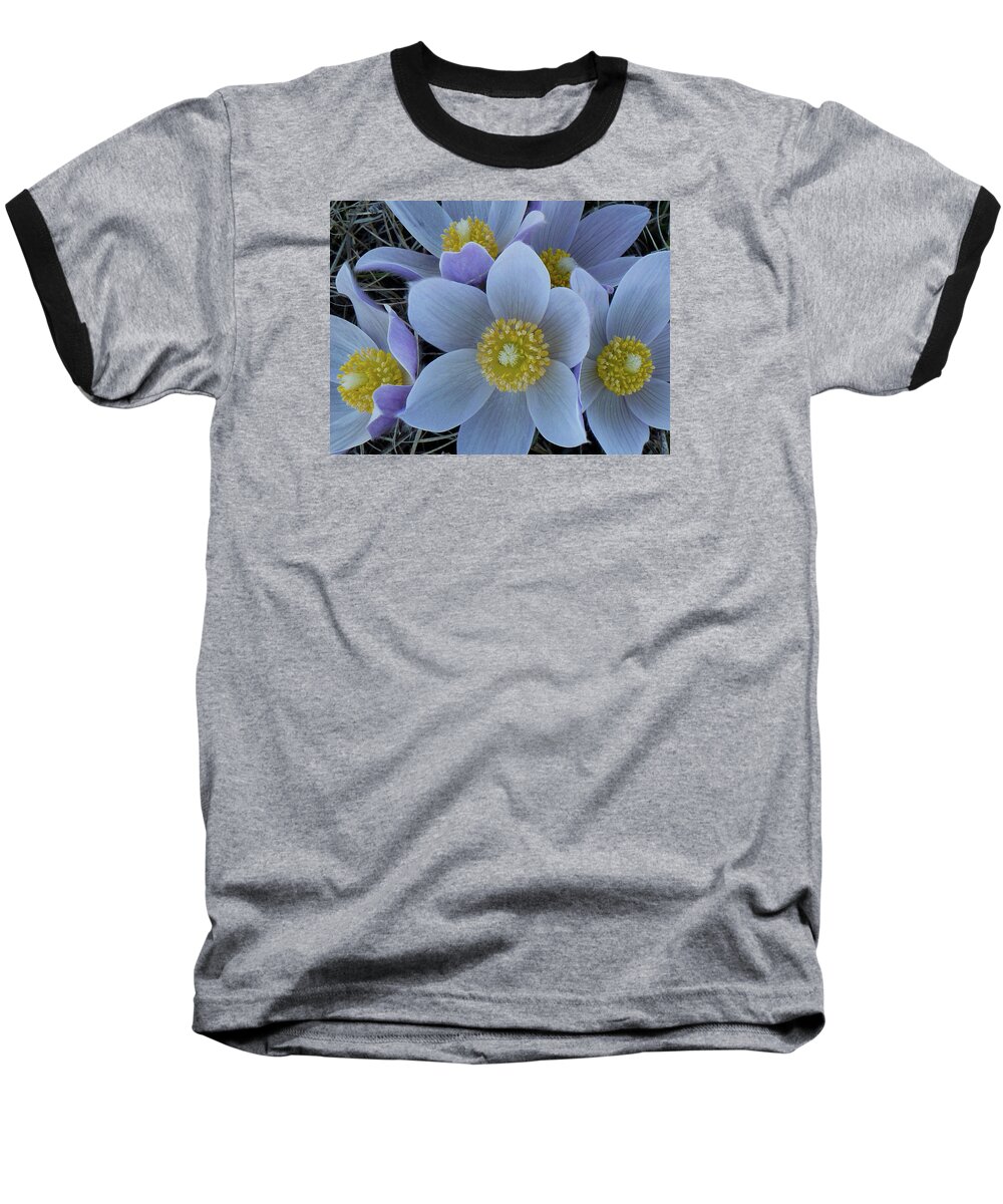 North Dakota Wildflowers Baseball T-Shirt featuring the photograph Crocus Blossoms by Cris Fulton