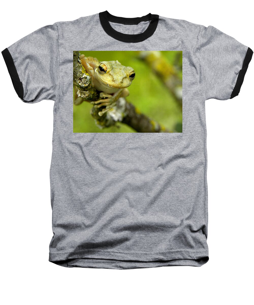 Cuban Tree Frog Baseball T-Shirt featuring the photograph Cuban Tree Frog 000 by Christopher Mercer