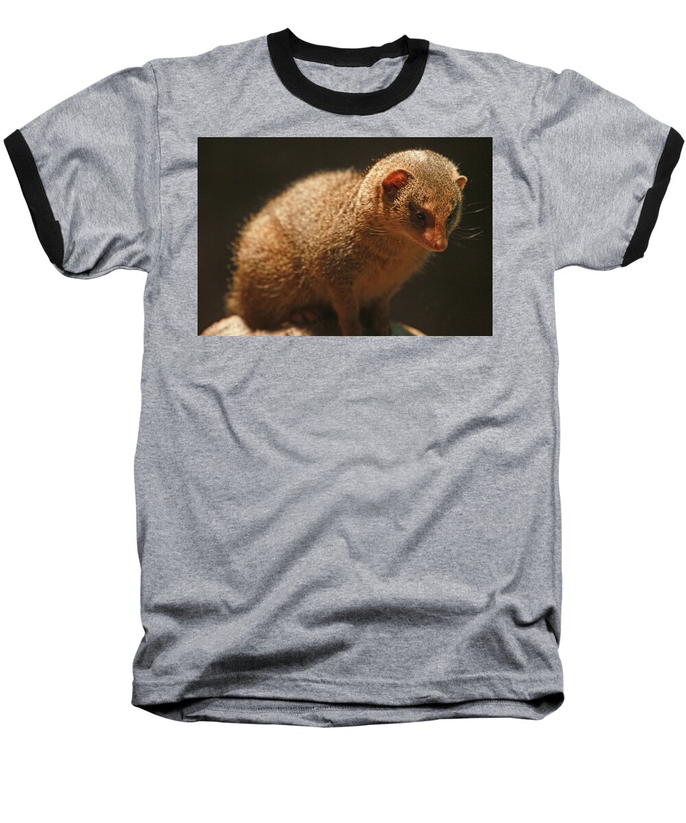 Mongoose Baseball T-Shirt featuring the photograph Curiosity at Rest by Laddie Halupa