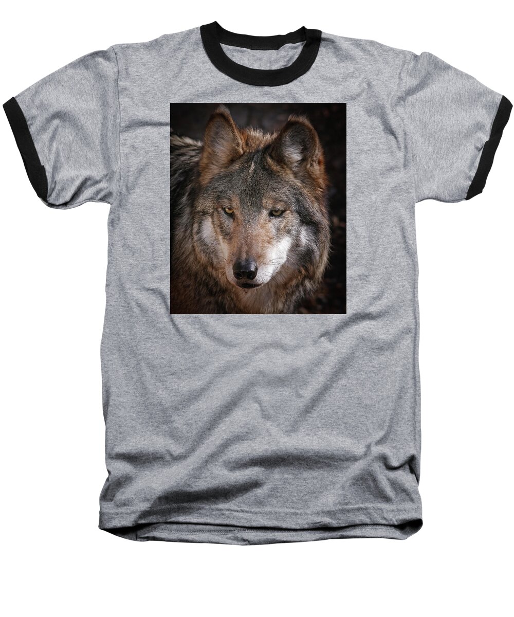 Wolf Baseball T-Shirt featuring the photograph Curious Sancho by Elaine Malott