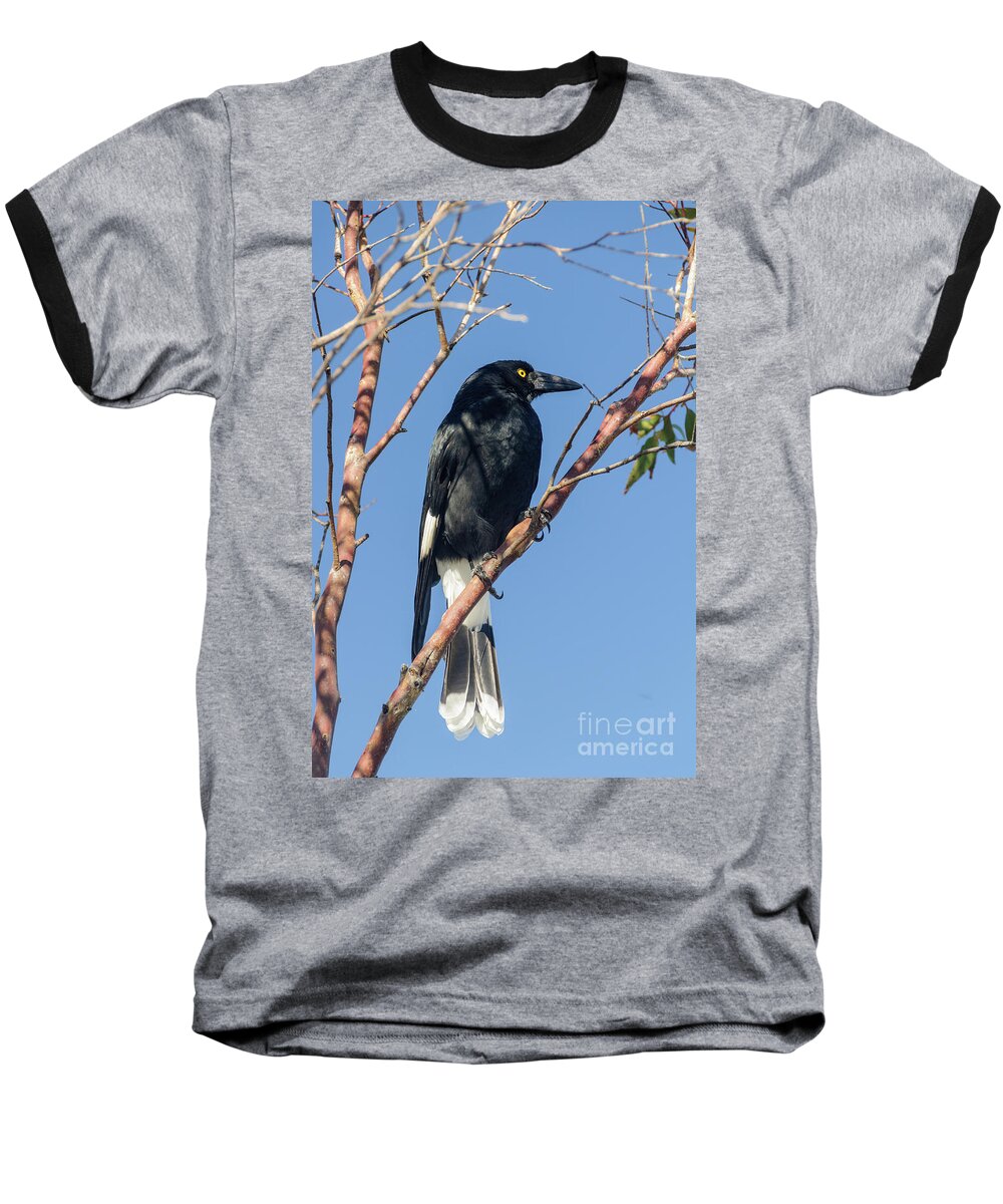 Bird Baseball T-Shirt featuring the photograph Currawong by Werner Padarin