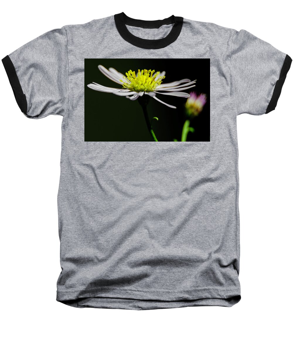 Daisy Baseball T-Shirt featuring the photograph Daisy center stage by Wolfgang Stocker