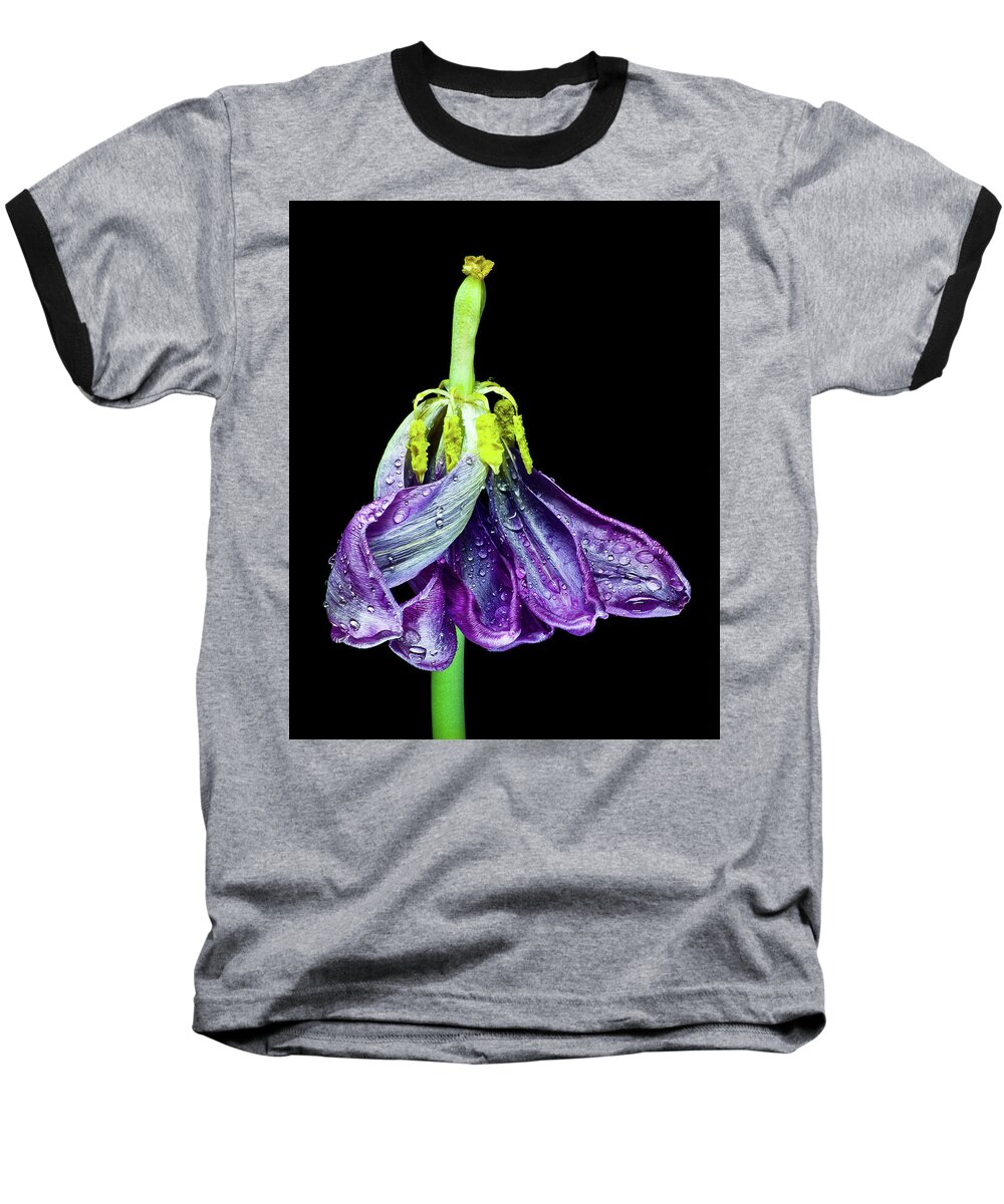 Tulip Baseball T-Shirt featuring the photograph Dancing Tulip 2 by Adam Reinhart