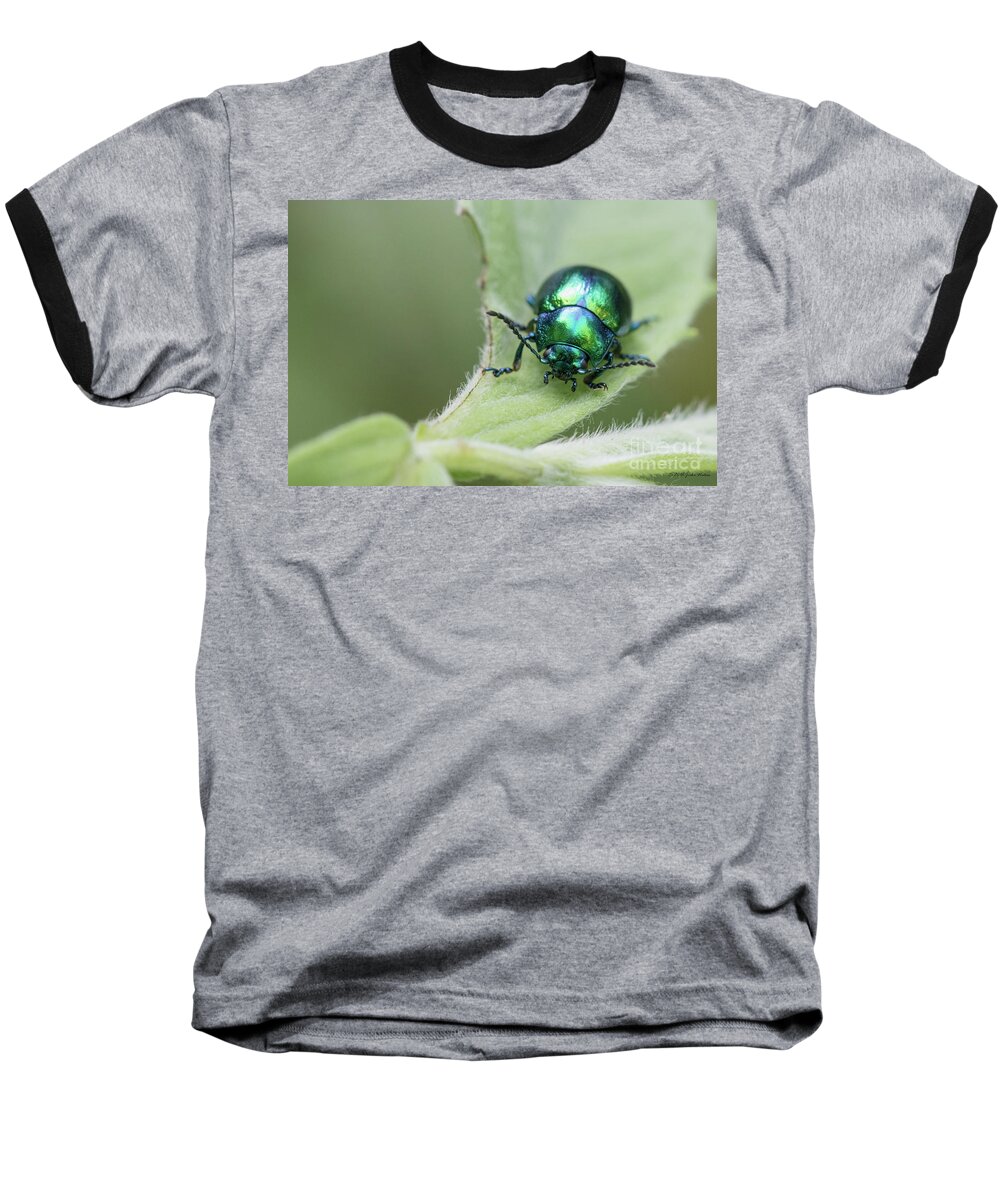 Animal Baseball T-Shirt featuring the photograph Dead-nettle leaf beetle - Chrysolina fastuosa by Jivko Nakev