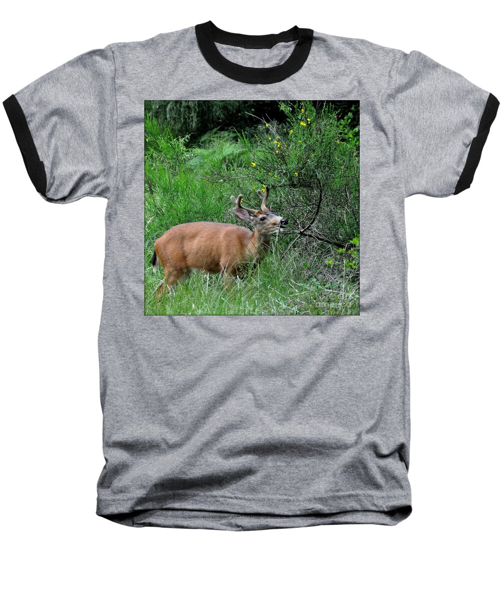 Deer Baseball T-Shirt featuring the photograph Deer Brunch by Tatyana Searcy