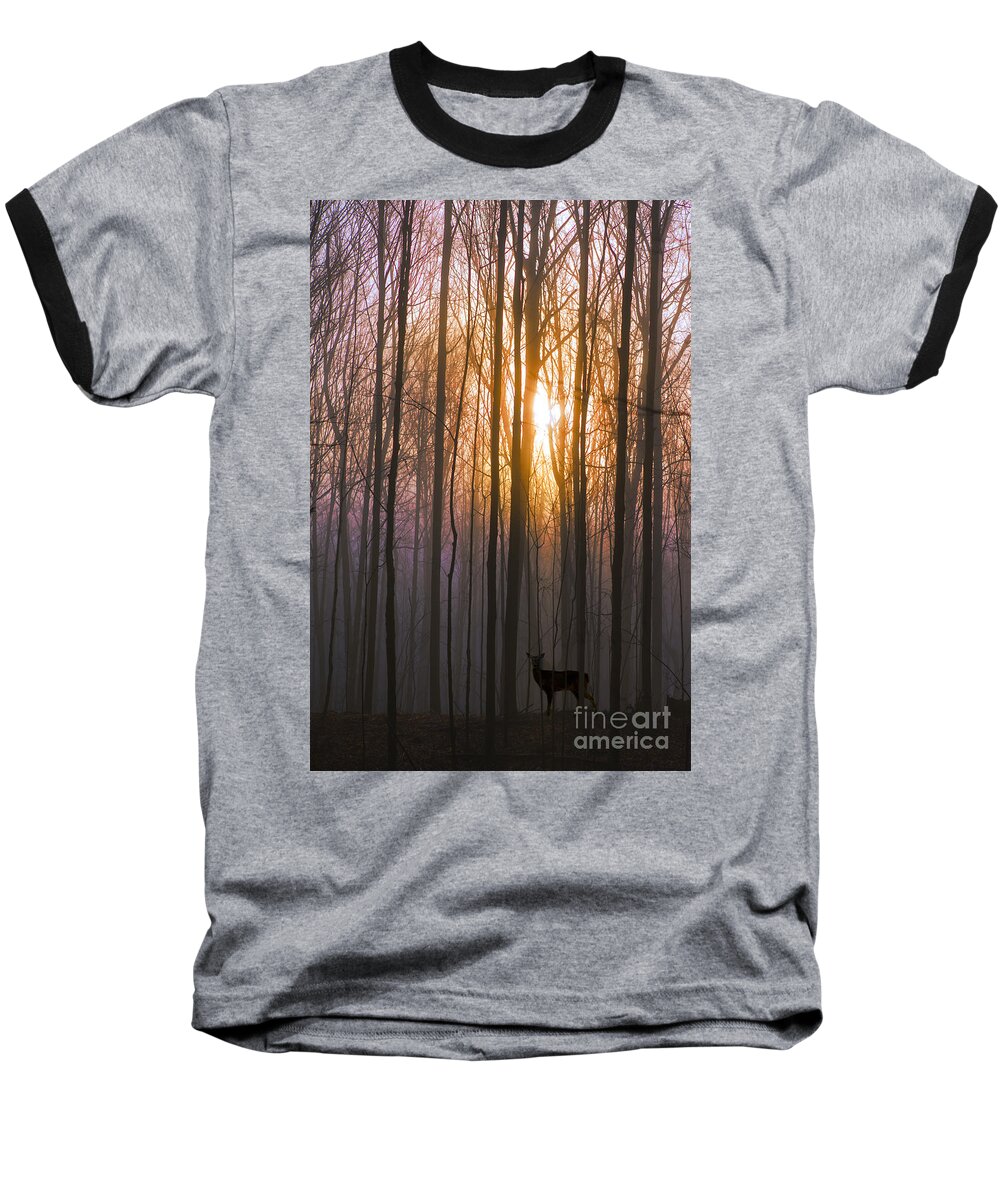 Deer Baseball T-Shirt featuring the photograph Deer in the Forest at Sunrise by Diane Diederich