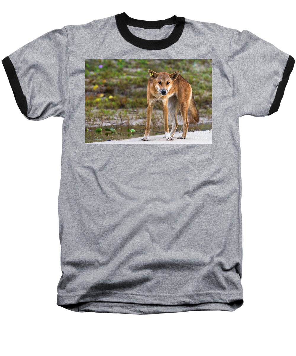 2017 Baseball T-Shirt featuring the photograph Dingo on 75 mile beach, by Andrew Michael