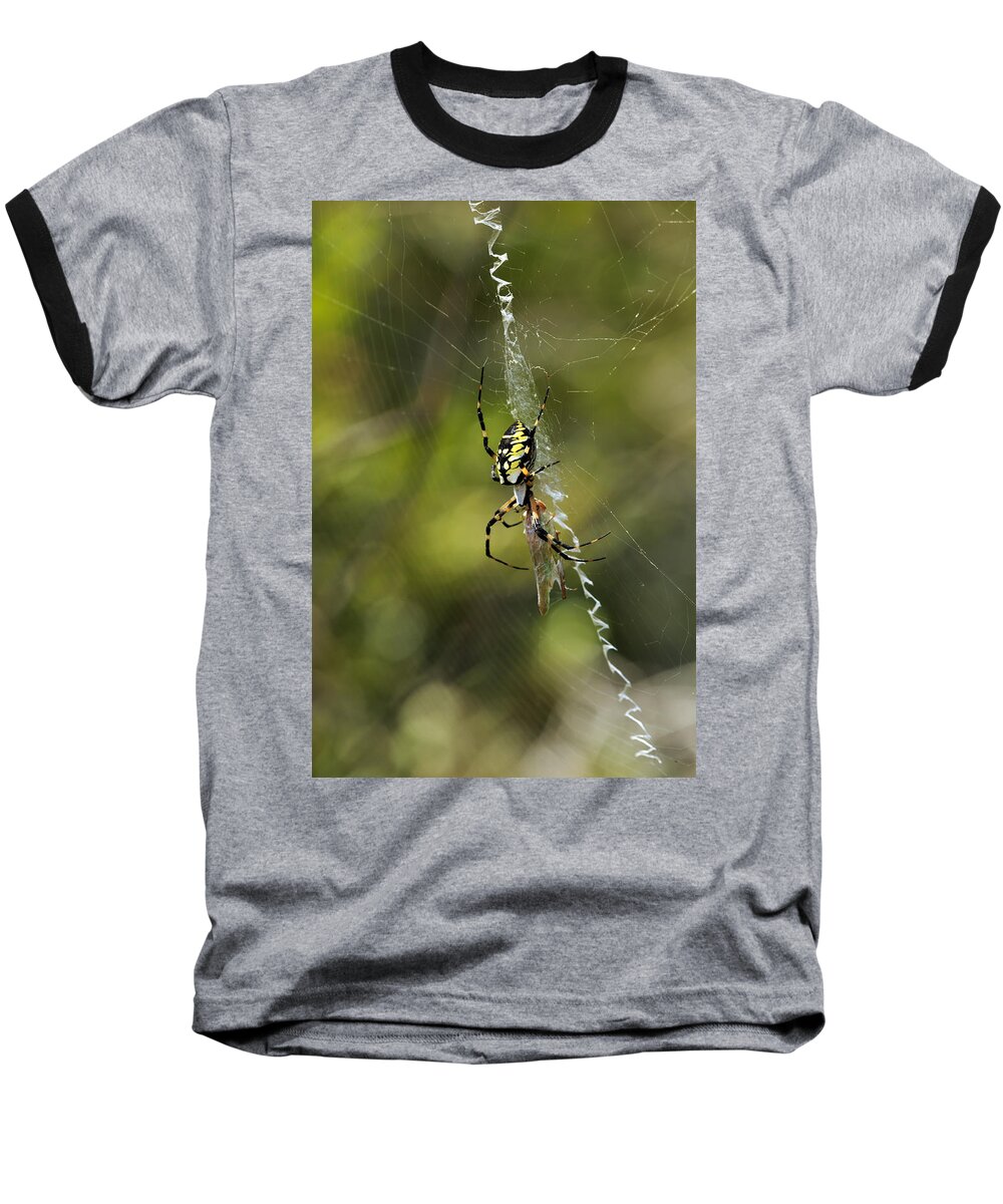 Arachnid Baseball T-Shirt featuring the photograph Dinner Time by Travis Rogers