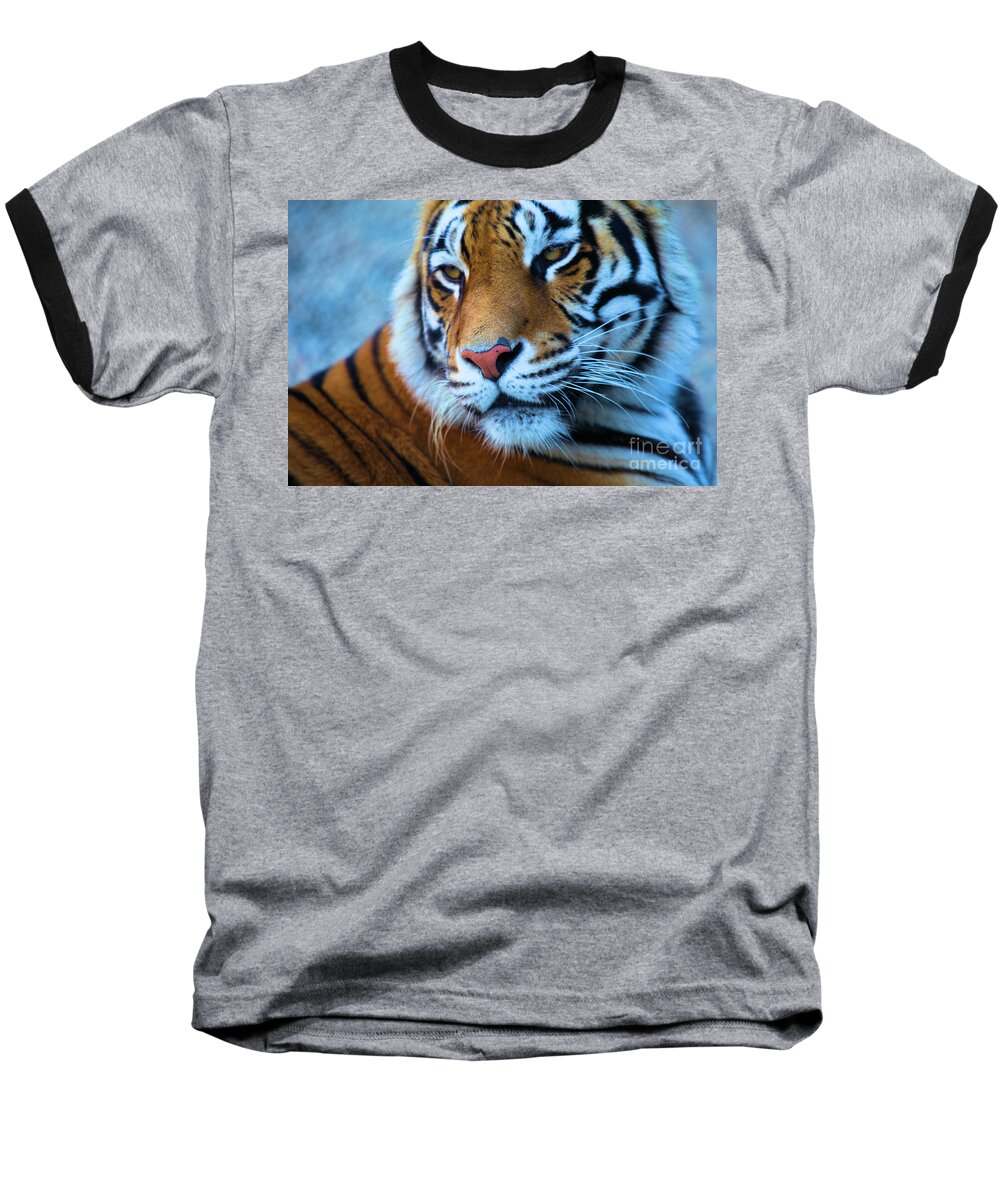 Big Cat Baseball T-Shirt featuring the photograph Distracted by Adam Jewell