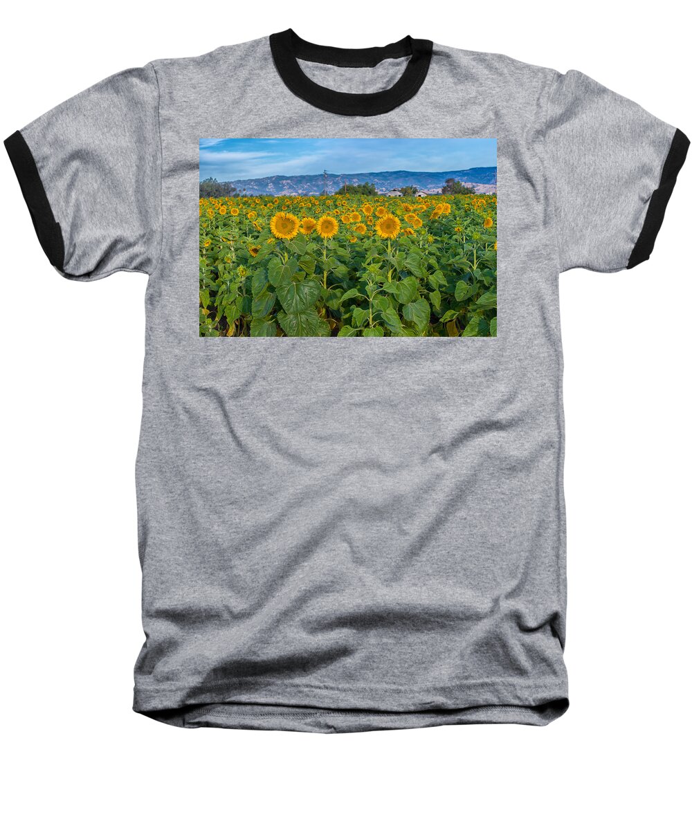 Sunflowers Baseball T-Shirt featuring the photograph Dixon Sunflowers by Robin Mayoff