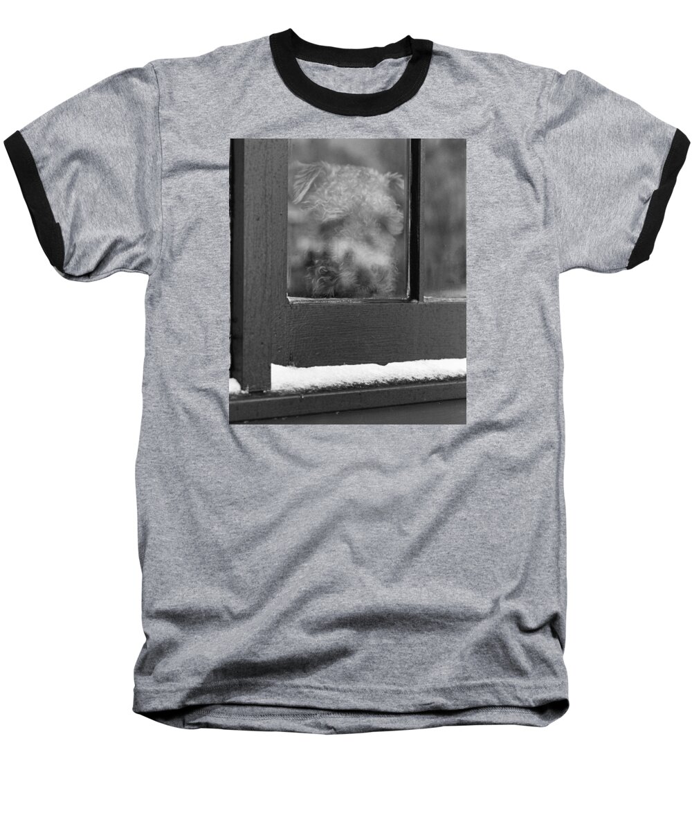 Animals Baseball T-Shirt featuring the photograph Doggy in the window by Paul Ross