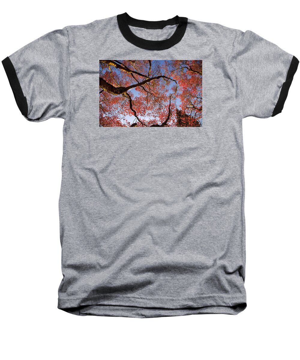Dogwood Blossoms Baseball T-Shirt featuring the photograph Dogwood Blossoms by Kunal Mehra
