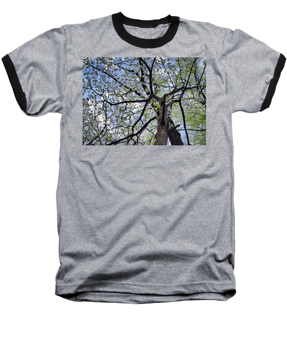 Dogwood Baseball T-Shirt featuring the photograph Dogwood Canopy by Cricket Hackmann