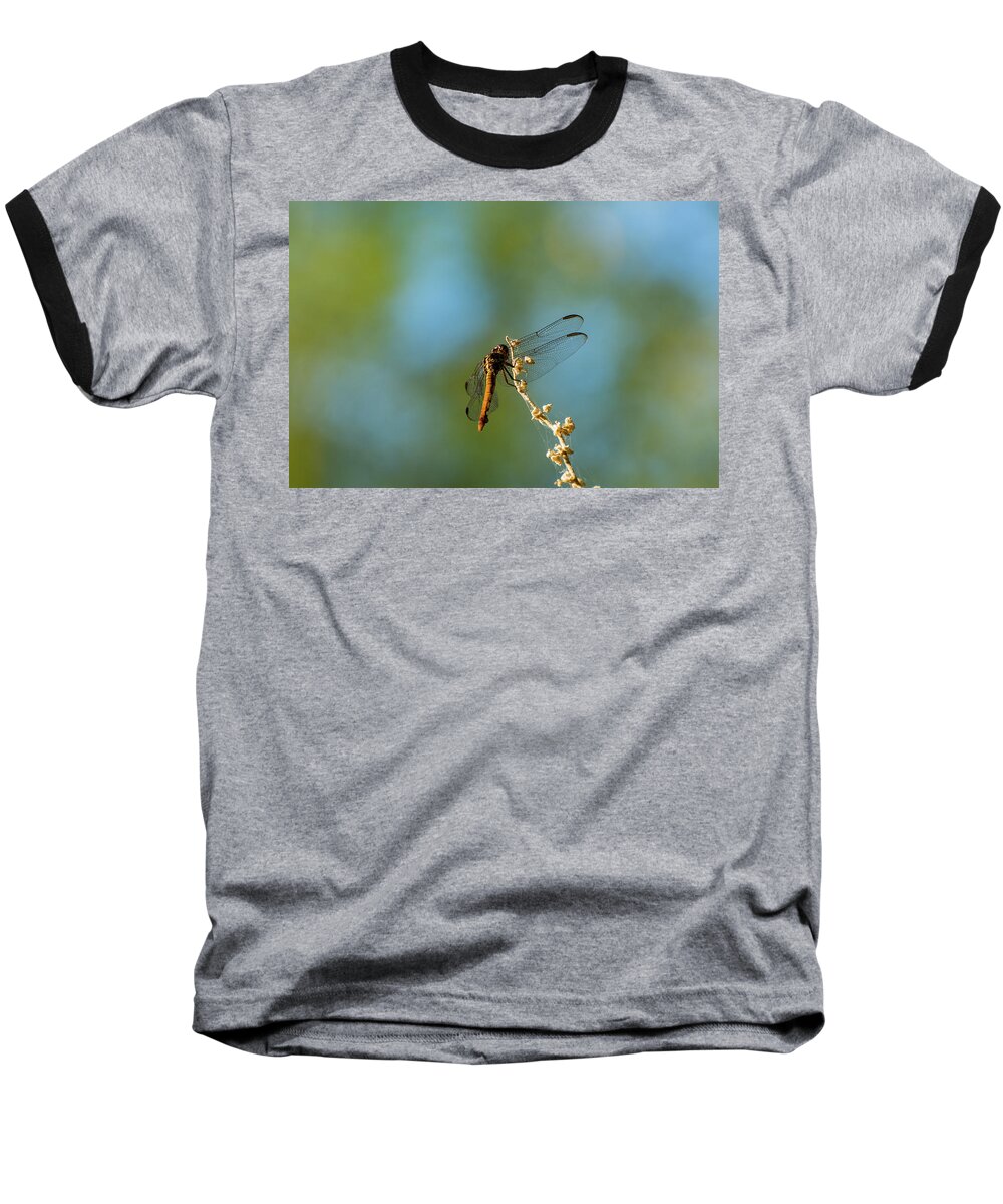 Dragonfly Baseball T-Shirt featuring the photograph Dragonfly Wings by Douglas Killourie