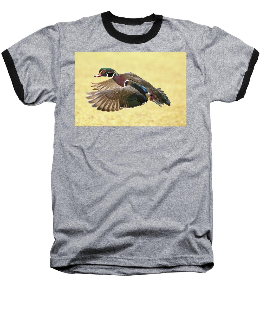 Drake Flying Low Baseball T-Shirt featuring the photograph Drake flying low by Lynn Hopwood