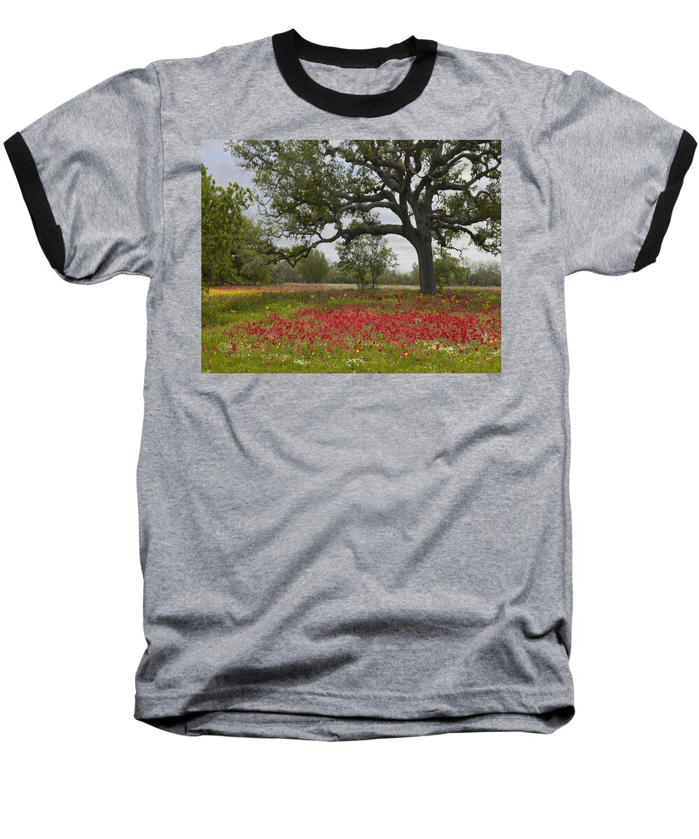 00442654 Baseball T-Shirt featuring the photograph Drummonds Phlox Meadow Near Leming Texas by Tim Fitzharris