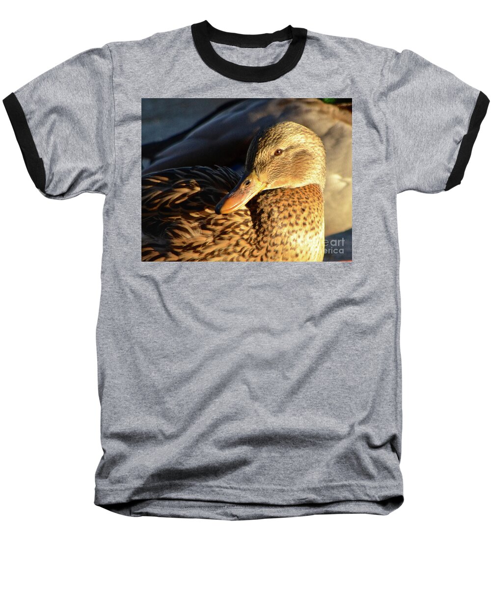  Baseball T-Shirt featuring the photograph Duck Sunbathing by Cindy Schneider
