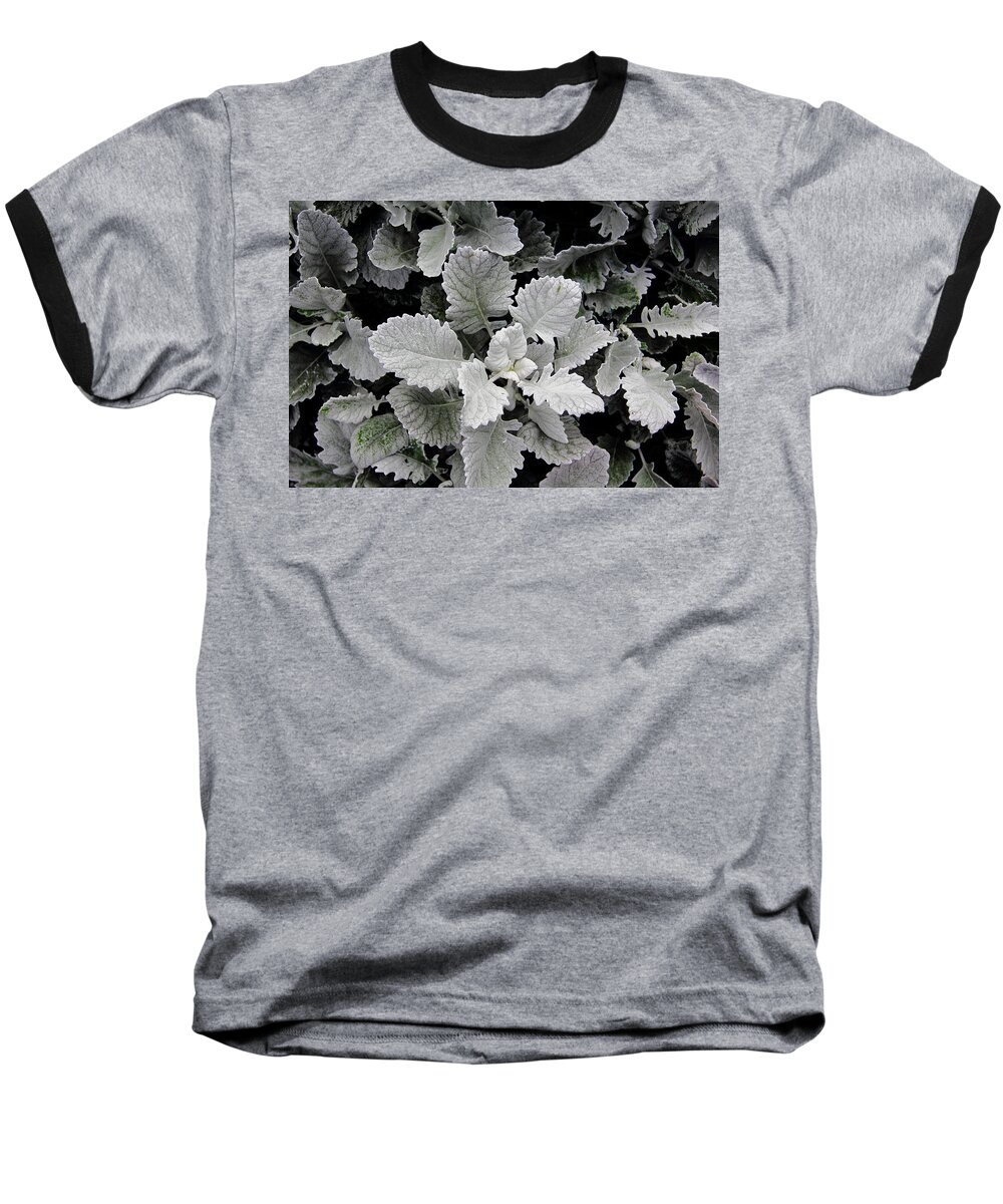 Plant Baseball T-Shirt featuring the photograph Dusty Miller by Allen Nice-Webb