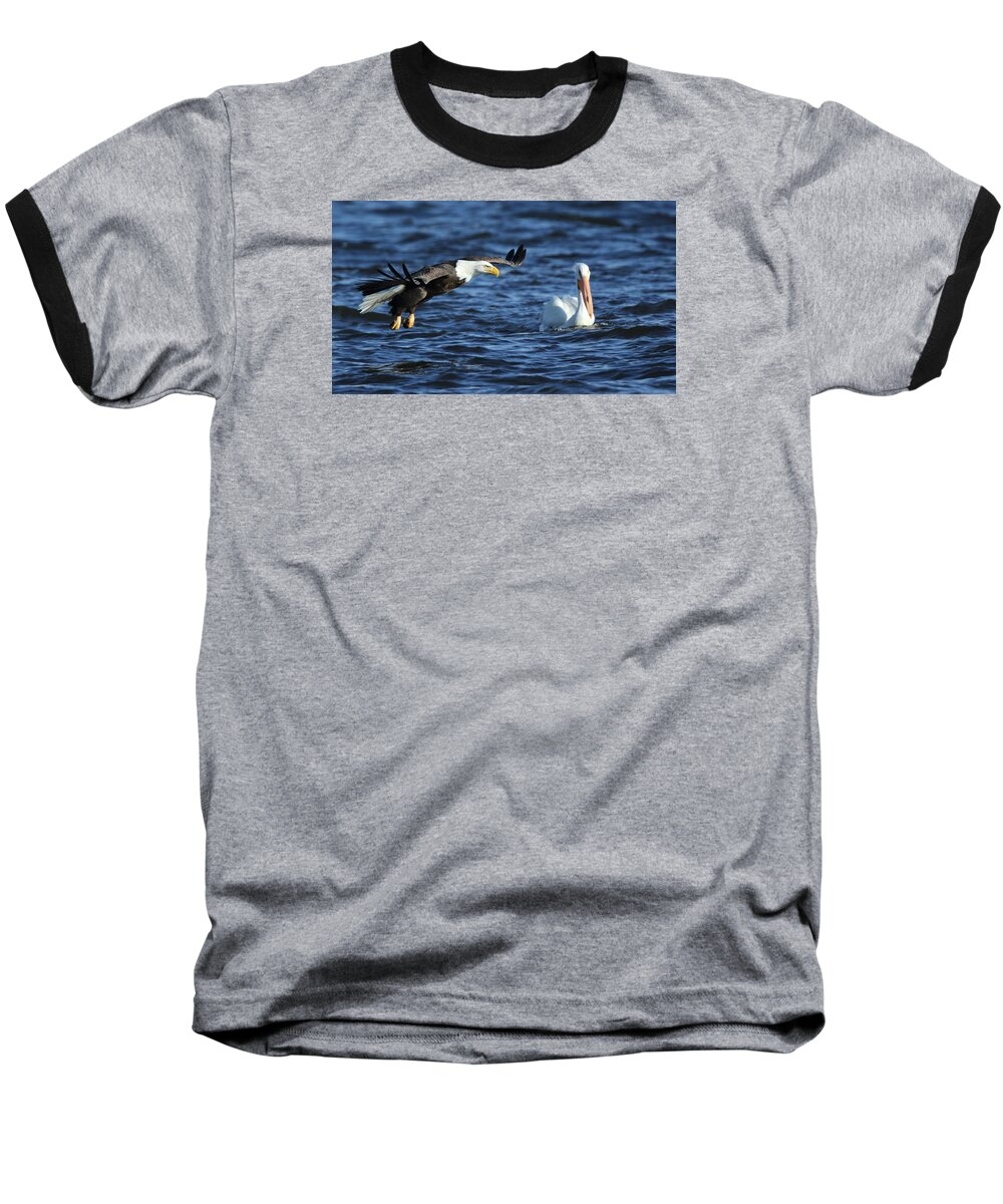 American Bald Eagle Baseball T-Shirt featuring the photograph Eagle and Pelican by Coby Cooper