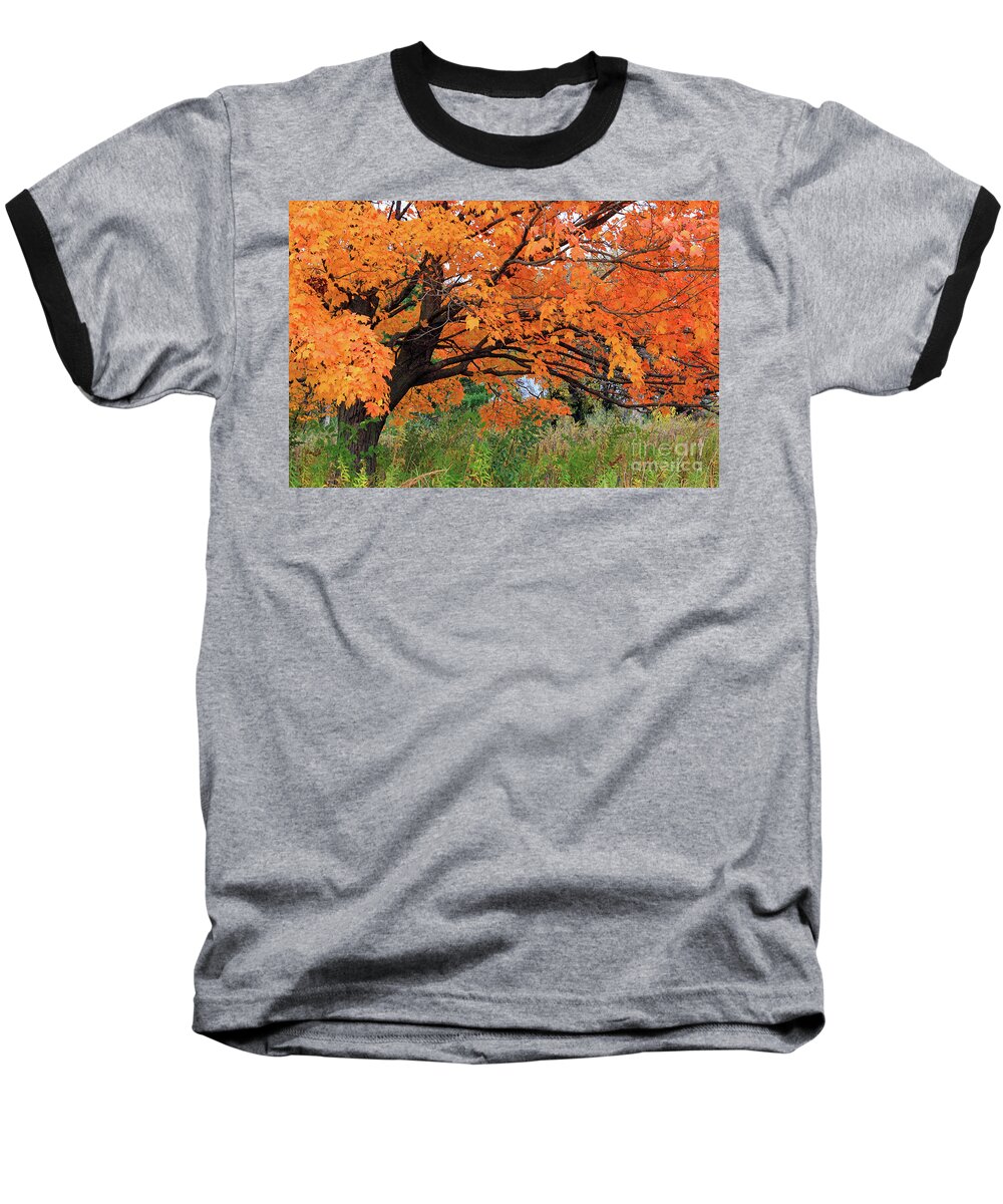 Edna's Tree Baseball T-Shirt featuring the photograph Edna's Tree by Paula Guttilla