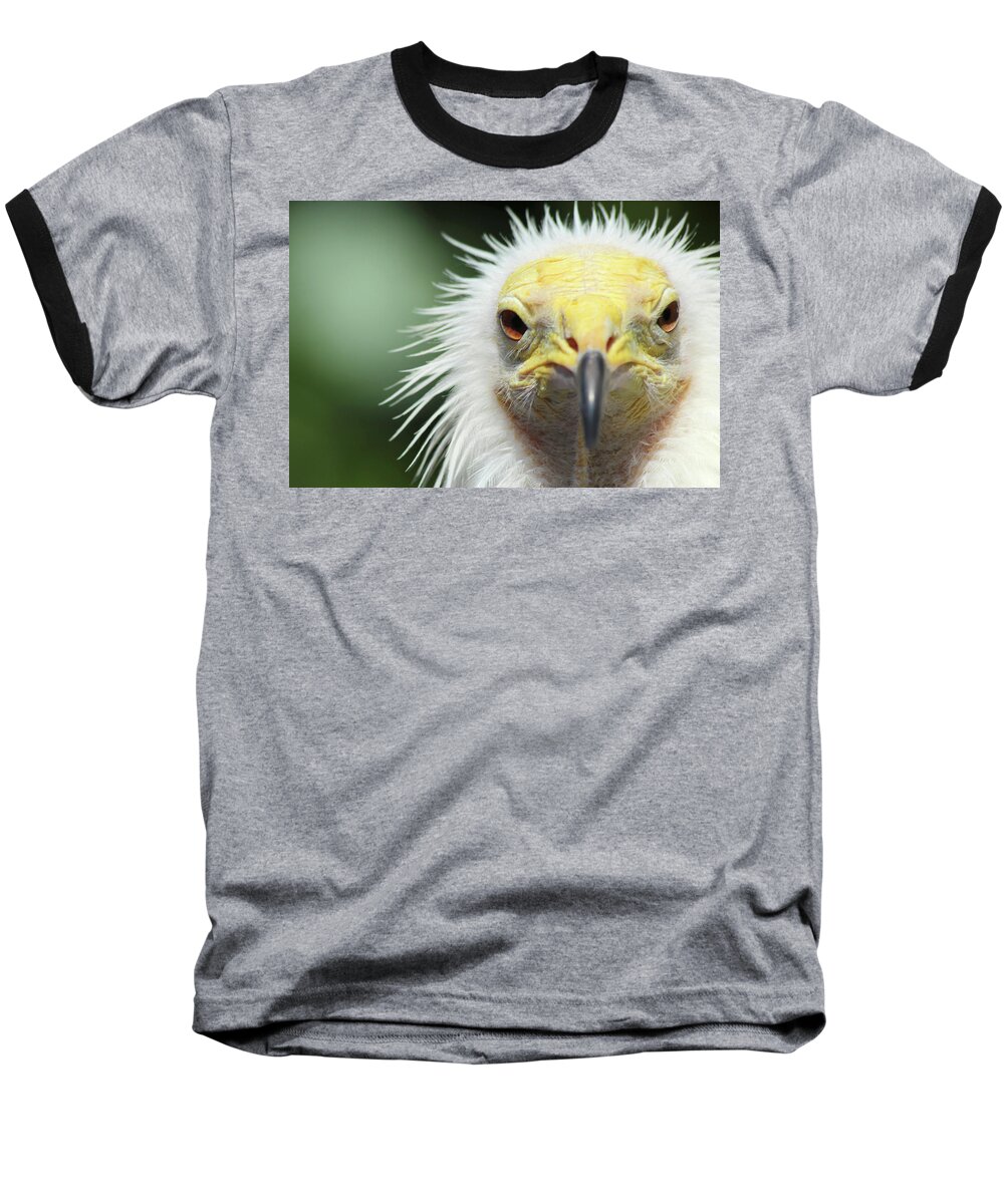 Egyptian Vulture Baseball T-Shirt featuring the photograph Egyptian Vulture by David Stasiak